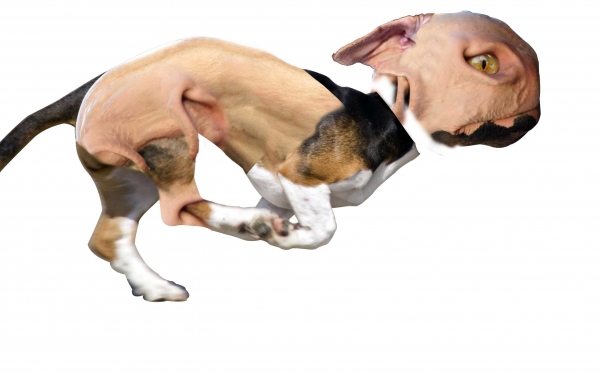 Creation of space dog: Step 2